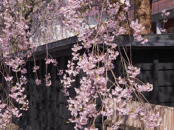 桜の花角館日本 ロイヤリティフリーのストック写真