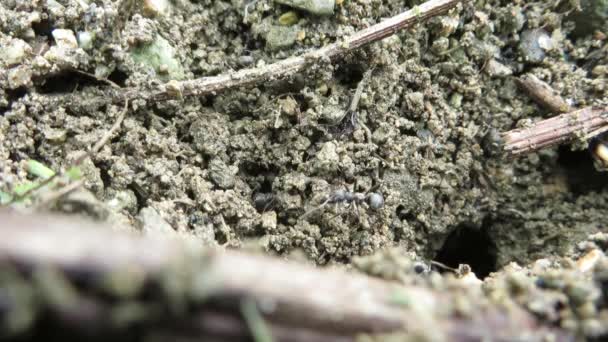 Ameisen Machen Kolonieaufnahmen — Stockvideo