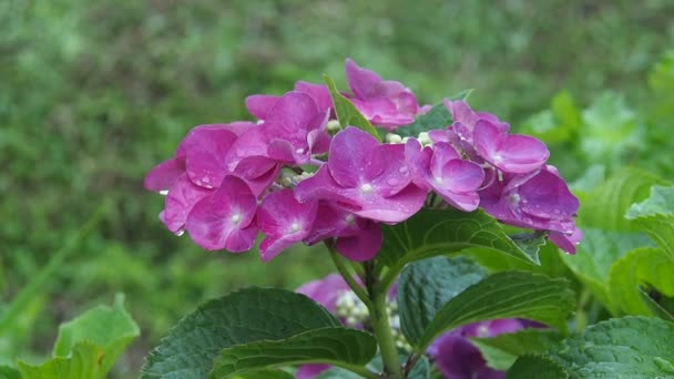 Pueple Hydrangea Día Lluvioso — Vídeo de stock