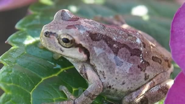Gray Color Tree Frog — Stock Video