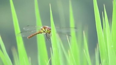 Yusufçuk pirinç alan içinde