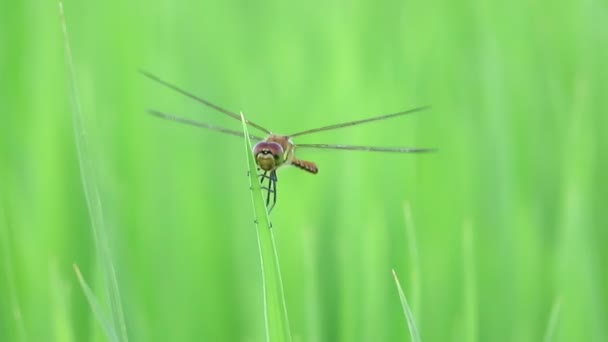 Dragonfly Рисовому Полі — стокове відео