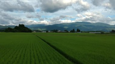 havadan görünümü Japonya pirinç bitki yaz manzara