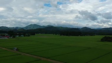 havadan görünümü Japonya pirinç bitki yaz manzara