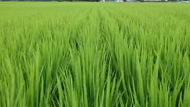 Letecký Pohled Japonské Rýže Závod Letní Krajina — Stock video