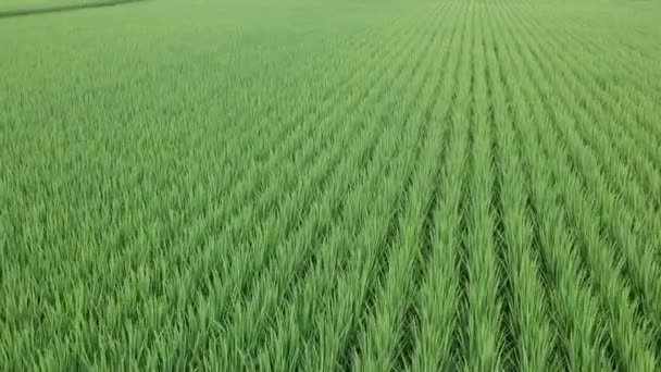 鸟瞰日本水稻植物夏季景观 — 图库视频影像