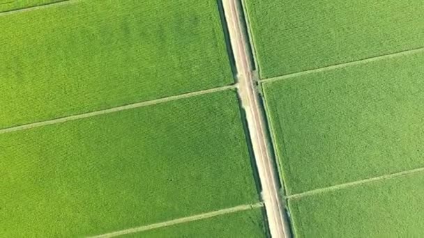 Vista Aérea Verano Japón Campo Arroz Paisaje — Vídeo de stock