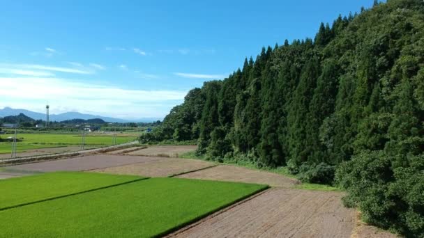 Vista Aérea Verano Japón Campo Arroz Paisaje — Vídeo de stock