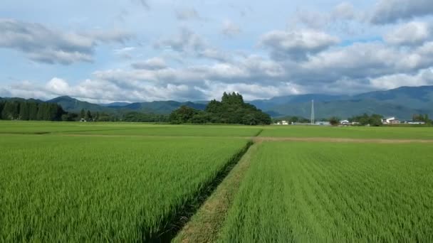 Aerial View Summer Japan Rice Field Landscape — Stock Video