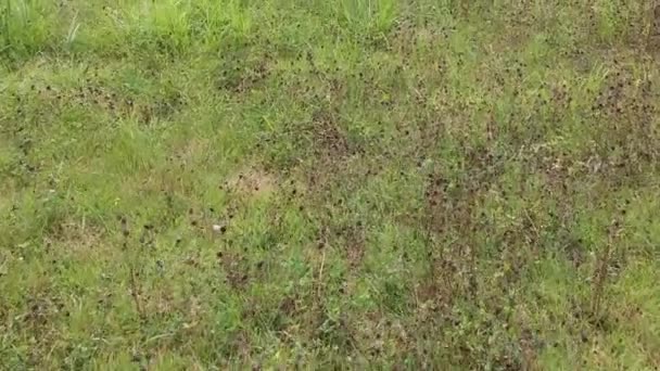 Vista Aérea Verano Japón Campo Arroz Paisaje — Vídeos de Stock