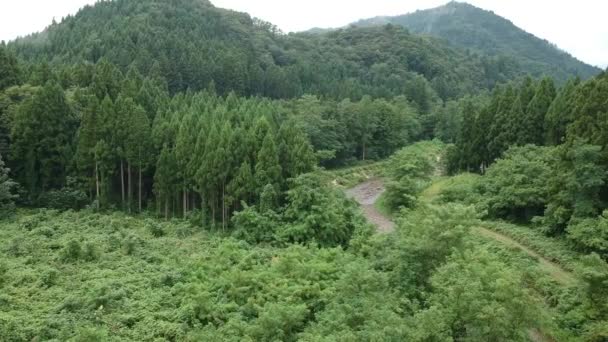 Havadan Görünümü Japonca Doğa Nehir Manzara Video Görüntüleri — Stok video