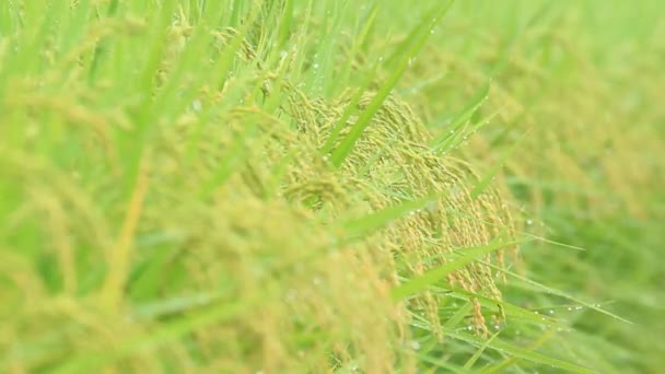 Oreja Arroz Otoño Japón — Vídeos de Stock