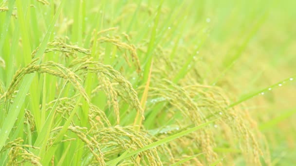 Oreja Arroz Otoño Japón — Vídeos de Stock