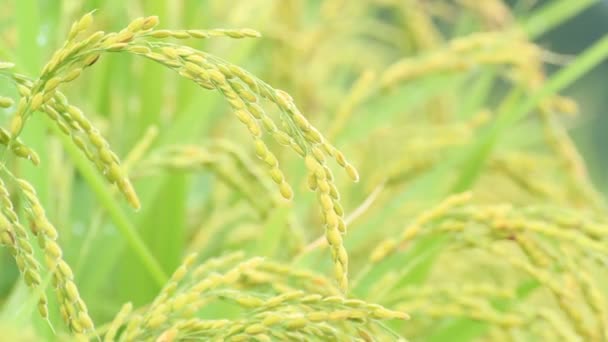 Japan Herbst Reis Ohr — Stockvideo