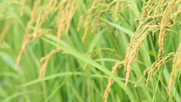 Осеннее Рисовое Ухо Японии — стоковое видео
