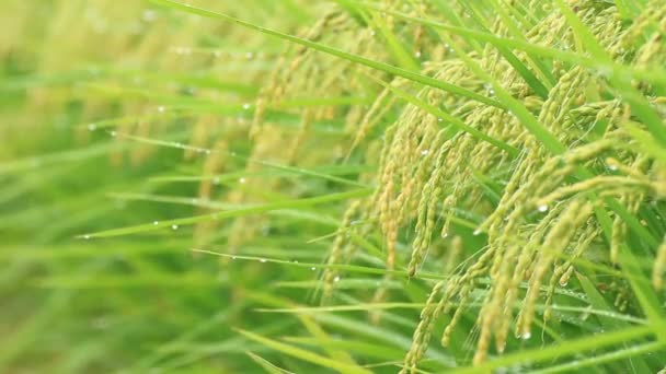Ιαπωνία Φθινόπωρο Ρύζι Αυτί — Αρχείο Βίντεο