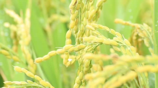 Japan Autumn Rice Ear — Stock Video
