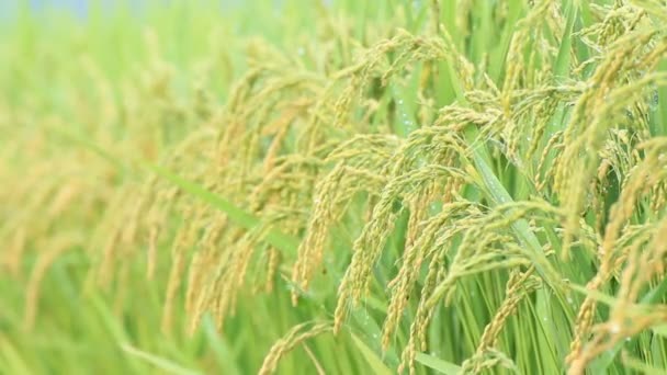 Japão Outono Arroz Orelha — Vídeo de Stock