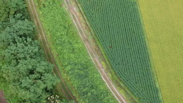 Vidéo Aérienne Japonais Nature Rivière Paysage Vue Aérienne 
