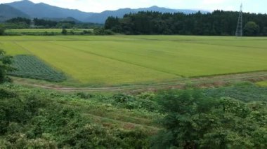 Havadan görünümü Japonca doğa nehir manzara Video görüntüleri