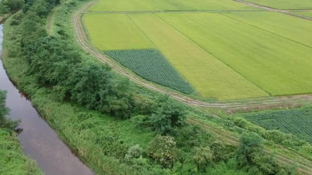 Aerial View Japans Karakter River Landschap Videobeelden — Stockvideo
