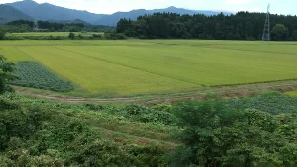 Luftaufnahme Japanische Natur Flusslandschaft Videomaterial — Stockvideo
