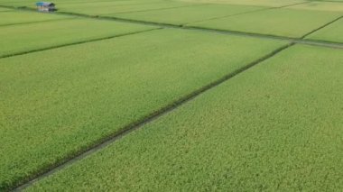 havadan görünümü Japon sonbahar pirinç kulak