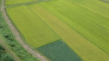 havadan görünümü Japon sonbahar pirinç kulak