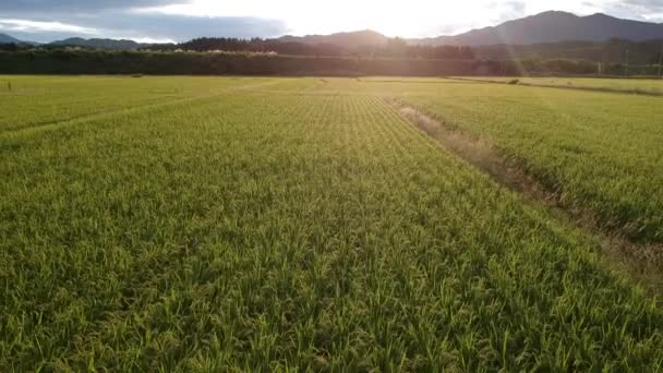 Letecký Pohled Podzimní Rýže Ušní Krajiny Akita Japonsko — Stock video