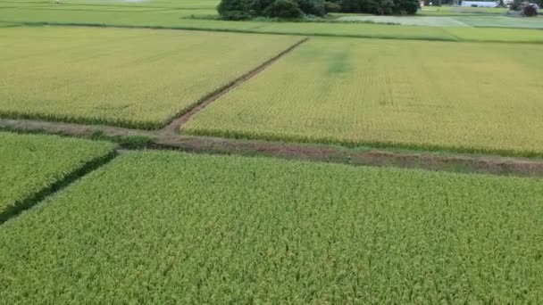 Aerial View Japanese Autumn Rice Ear — Stock Video