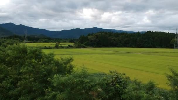 空撮日本秋の稲穂 — ストック動画