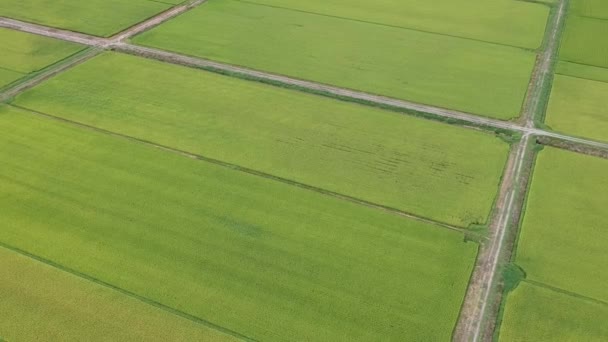 Αεροφωτογραφία Ιαπωνικές Φθινοπωρινές Ρύζι Αυτί — Αρχείο Βίντεο