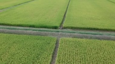 havadan görünümü Japon sonbahar pirinç kulak