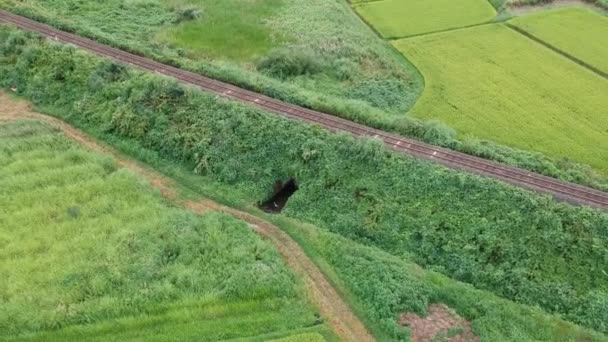 Vista Aérea Japonês Outono Arroz Orelha — Vídeo de Stock