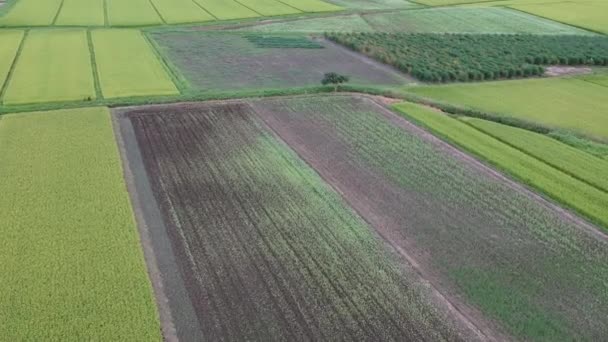 vue aérienne japonais automne riz oreille 