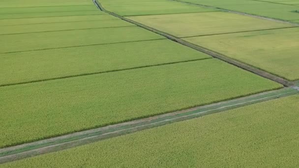 Luchtfoto Japanse Herfst Rijst Oor — Stockvideo