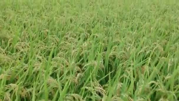 Aerial View Japanese Autumn Rice Ear — Stock Video