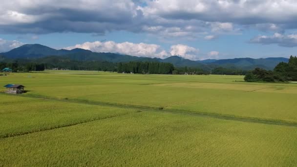 Αεροφωτογραφία Ιαπωνικές Φθινοπωρινές Ρύζι Αυτί — Αρχείο Βίντεο