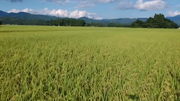 Havadan Görünümü Japon Sonbahar Pirinç Kulak — Stok video