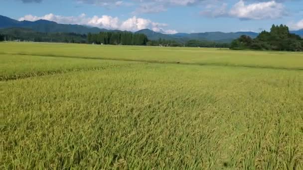 Vista Aérea Japonés Otoño Arroz Oreja — Vídeo de stock