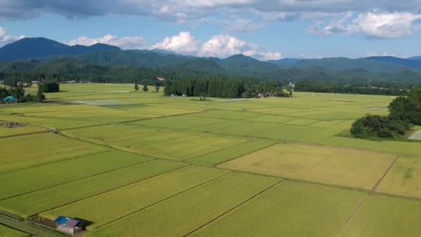 Aerial View Japanese Autumn Rice Ear — Stock Video