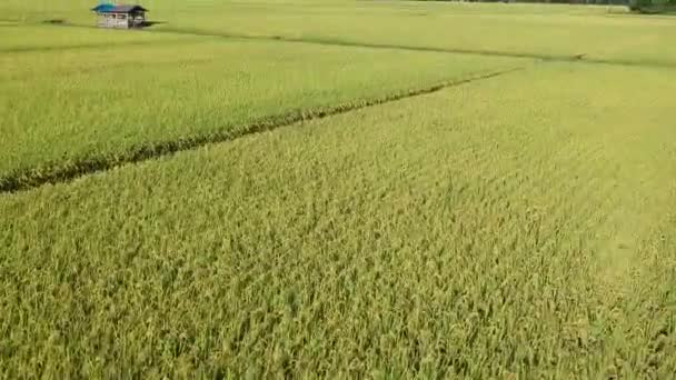 Letecký Pohled Japonské Podzimní Rýže Ucho — Stock video
