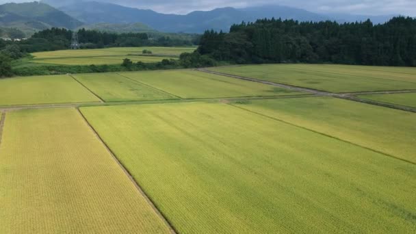 Havadan Görünümü Japon Sonbahar Pirinç Kulak — Stok video