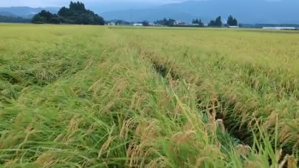 vue aérienne japonais automne riz oreille 