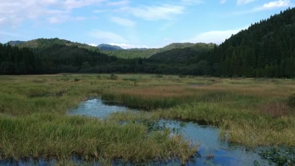 Mooie Luchtfoto Swamp Landschap — Stockvideo