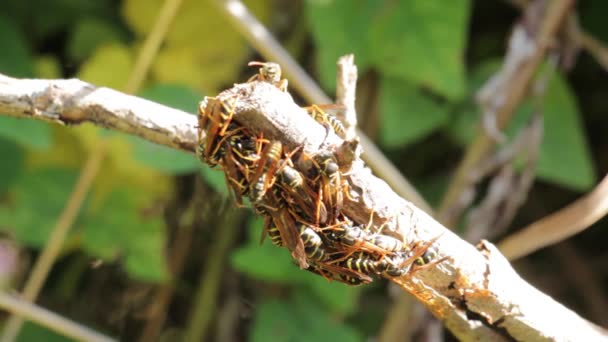 Paper Wasp Wood Royalty Free Stock Footage