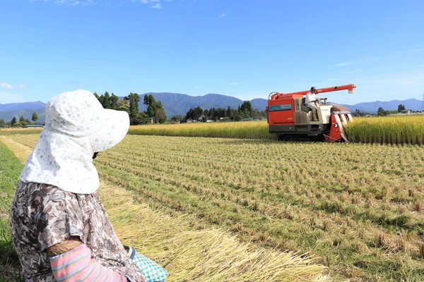 Rice Reaping in Japan Autumn