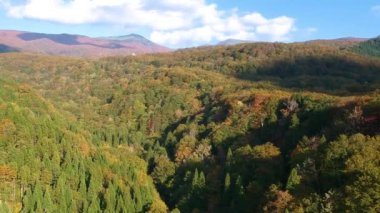 Japonya'da havadan görünümü sonbahar yaprakları