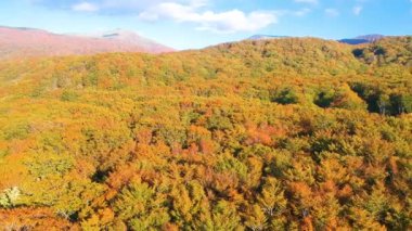 Japonya'da havadan görünümü sonbahar yaprakları
