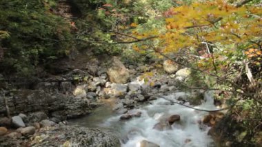 sonbahar yaprakları ve nehir Japonya'da